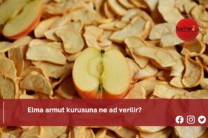 Elma armut kurusuna ne ad verilir?