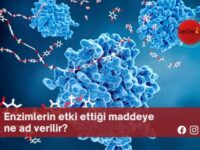 Enzimlerin etki ettiği maddeye ne ad verilir?