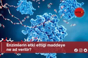 Enzimlerin etki ettiği maddeye ne ad verilir?