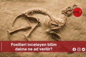 Fosilleri inceleyen bilim dalına ne ad verilir?