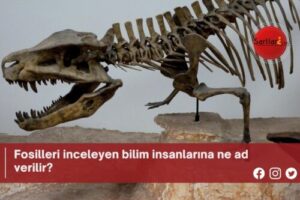 Fosilleri inceleyen bilim insanlarına ne ad verilir?