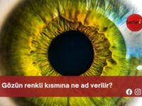 Gözün renkli kısmına ne ad verilir?