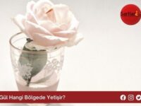 Gül Hangi Bölgede Yetişir