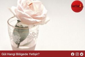 Gül Hangi Bölgede Yetişir