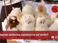 Hayvan doldurma sanatına ne ad verilir?