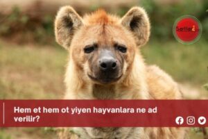 Hem et hem ot yiyen hayvanlara ne ad verilir?