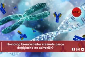 Homolog kromozomlar arasında parça değişimine ne ad verilir?