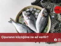 Çipuranın küçüğüne ne ad verilir?