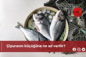 Çipuranın küçüğüne ne ad verilir?