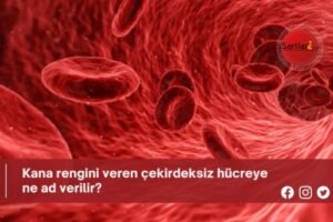 Kana rengini veren çekirdeksiz hücreye ne ad verilir?