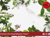 Karabaş Otu Hangi Bölgede Yetişir