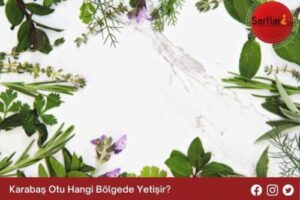 Karabaş Otu Hangi Bölgede Yetişir