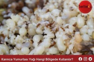 Karınca Yumurtası Yağı Hangi Bölgede Kullanılır