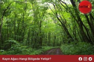 Kayın Ağacı Hangi Bölgede Yetişir