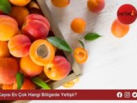 Kayısı En Çok Hangi Bölgede Yetişir