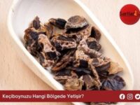 Keçiboynuzu Hangi Bölgede Yetişir