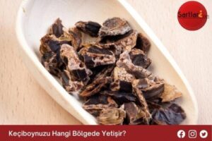 Keçiboynuzu Hangi Bölgede Yetişir