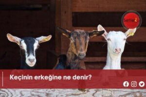 Keçinin erkeğine ne denir?