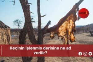 Keçinin işlenmiş derisine ne ad verilir?