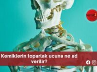 Kemiklerin toparlak ucuna ne ad verilir?