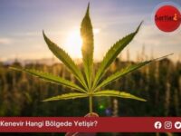 Kenevir Hangi Bölgede Yetişir