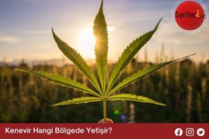 Kenevir Hangi Bölgede Yetişir