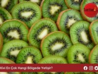 Kivi En Çok Hangi Bölgede Yetişir