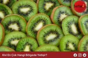 Kivi En Çok Hangi Bölgede Yetişir