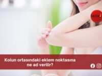 Kolun ortasındaki eklem noktasına ne ad verilir?