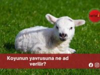 Koyunun yavrusuna ne ad verilir?