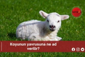 Koyunun yavrusuna ne ad verilir?