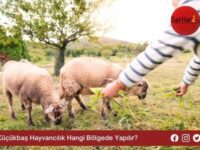 Küçükbaş Hayvancılık Hangi Bölgede Yapılır