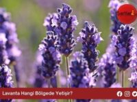 Lavanta Hangi Bölgede Yetişir