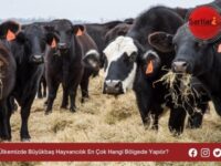 Ülkemizde Büyükbaş Hayvancılık En Çok Hangi Bölgede Yapılır