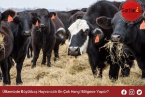 Ülkemizde Büyükbaş Hayvancılık En Çok Hangi Bölgede Yapılır