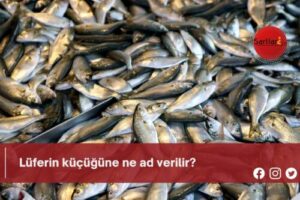 Lüferin küçüğüne ne ad verilir?