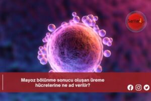 Mayoz bölünme sonucu oluşan üreme hücrelerine ne ad verilir?