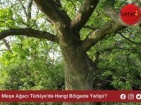 Meşe Ağacı Türkiye’de Hangi Bölgede Yetişir