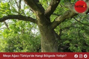 Meşe Ağacı Türkiye’de Hangi Bölgede Yetişir