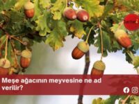 Meşe ağacının meyvesine ne ad verilir?