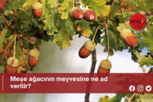 Meşe ağacının meyvesine ne ad verilir?