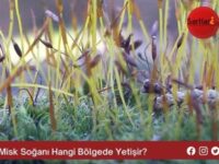 Misk Soğanı Hangi Bölgede Yetişir