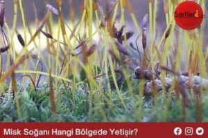 Misk Soğanı Hangi Bölgede Yetişir