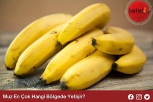 Muz En Çok Hangi Bölgede Yetişir