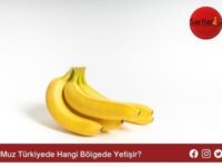 Muz Türkiyede Hangi Bölgede Yetişir