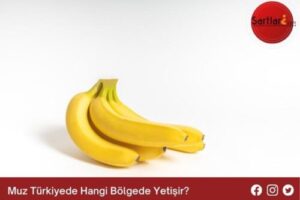 Muz Türkiyede Hangi Bölgede Yetişir