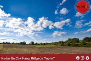 Nadas En Çok Hangi Bölgede Yapılır