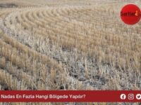 Nadas En Fazla Hangi Bölgede Yapılır