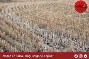 Nadas En Fazla Hangi Bölgede Yapılır