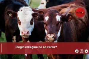 İneğin erkeğine ne ad verilir?
